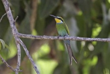 image of bee_eater #15