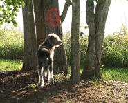 image of irish_wolfhound