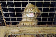 image of mink