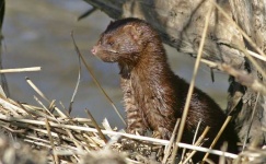image of mink
