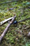 image of dung_beetle