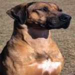 image of animal