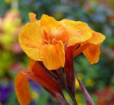 image of flower