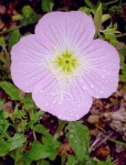 image of flower