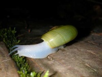 image of snail