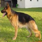 image of german_sheperd #2