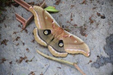 image of animal