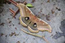 image of moth #2