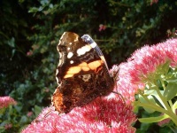image of admiral