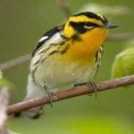image of bird