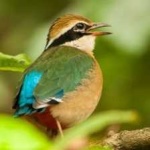 image of indian_pitta #2