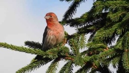 image of finch