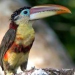 image of bird