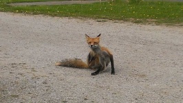 image of animal