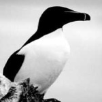 image of bird