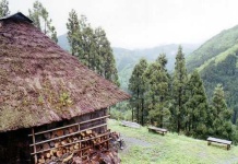 image of thatch