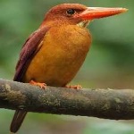 image of bird
