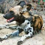 image of animal