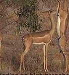 image of gerenuk