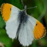 image of orange_butterfly #2