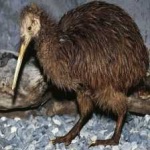 image of bird