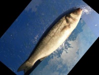 image of fish