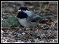 image of chickadee
