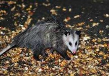 image of possum #10