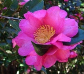 image of flower