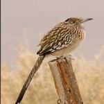 image of bird