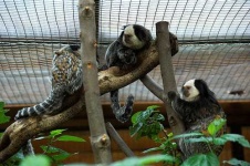 image of marmoset