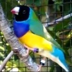 image of bird