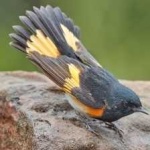 image of american_redstart #5