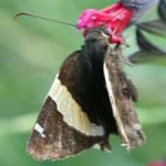image of animal