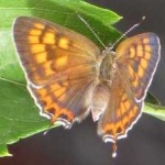image of animal