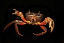 image of animal