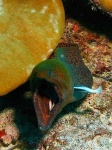 image of eel