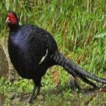 image of bird
