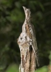 image of potoo