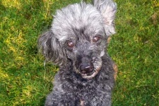 image of toy_poodle