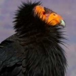 image of bird