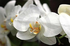 image of moon_orchid #24