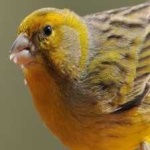 image of bird