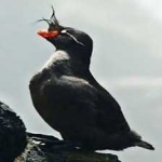 image of bird