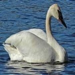 image of bird