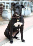 image of american_pit_bull_terrier #13