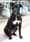 image of animal