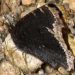 image of animal