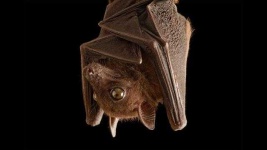 image of animal
