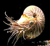 image of chambered_nautilus